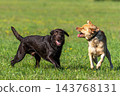 Two Labrador retriever, Canis lupus familiaris hopping around and fighting each other on a grass field. 143768131