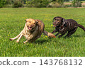 Two Labrador retriever, Canis lupus familiaris hopping around and fighting each other on a grass field. 143768132