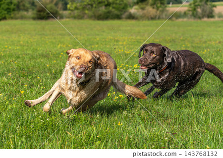 Two Labrador retriever, Canis lupus familiaris hopping around and fighting each other on a grass field. Two Labrador retriever, Canis lupus familiaris hopping around and fighting each other on a grass field. 143768132