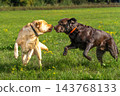 Two Labrador retriever, Canis lupus familiaris hopping around and fighting each other on a grass field. 143768133