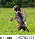 Two Labrador retriever, Canis lupus familiaris hopping around and fighting each other on a grass field. 143768134