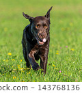 Labrador retriever, Canis lupus familiaris on a grass field. Healthy chocolate brown labrador retriever 143768136