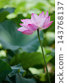 Pink lotus flowers blooming elegantly against a backdrop of green leaves in Shinobazu Pond in August. 143768137