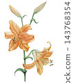 Hand-painted watercolor illustration of golden yellow lily flowers with green buds and stems. Botanical floral design element isolated on transparent background. 143768354