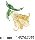 Hand-painted watercolor illustration of a single golden yellow lily flower with green leaves. Elegant botanical floral design element isolated on transparent background. 143768355