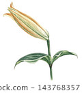 Hand-painted watercolor illustration of a golden yellow lily bud with green stem and leaves. Detailed botanical floral design element isolated on transparent background. 143768357