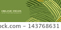 Tea matcha field background with green, cream and yellow brush lines. Curved crop rows at right on an olive ground with copy space. Aerial vector backdrop for tea website banner or product advert 143768631