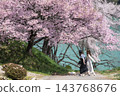 長野縣高戶市:假日公園的高戶小彼岸櫻花盛開,背景是高戶水壩湖的湖面。 長野縣高戶市:假日公園的高戶小彼岸櫻花盛開,背景是高戶水壩湖的湖面。 143768676