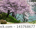 長野縣高戶市:假日公園的高戶小彼岸櫻花盛開,背景是高戶水壩湖的湖面。 長野縣高戶市:假日公園的高戶小彼岸櫻花盛開,背景是高戶水壩湖的湖面。 143768677
