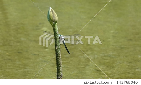 一隻美麗的蜻蜓棲息在樹枝上，背景是波光粼粼的水面。 143769040