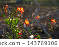 Morning glory 143769106