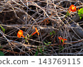 Morning glory 143769115