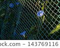 Morning glory 143769116