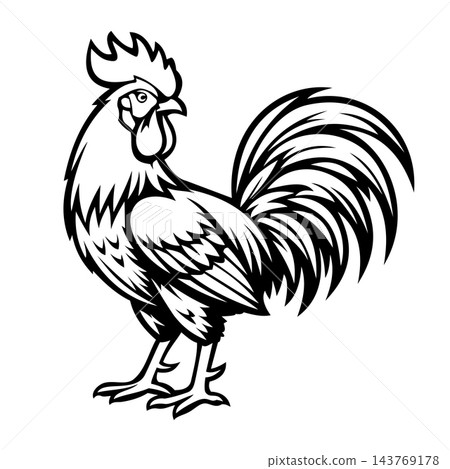 Aggressive Rooster Cock Fighting Bird Vector Illustration 143769178