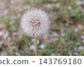 開花在春天領域的蒲公英冠毛 143769180