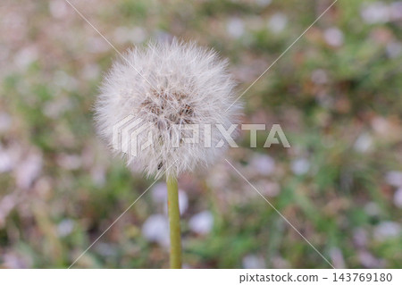 開花在春天領域的蒲公英冠毛 開花在春天領域的蒲公英冠毛 143769180