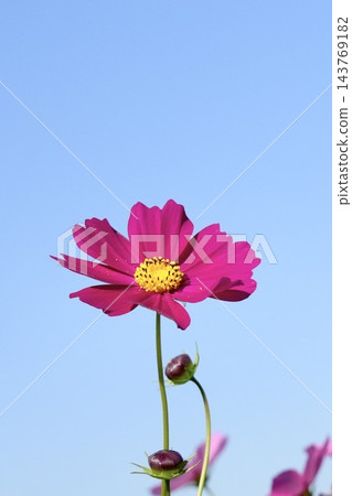 發光在藍天的波斯菊 143769182