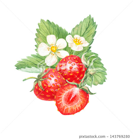 Ripe red strawberries with half slice, white flowers and green leaves. Hand drawn watercolor botanical illustration isolated element. Clipart design for food packaging and tea label. 143769280