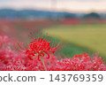 鮮豔的紅色花朵 143769359