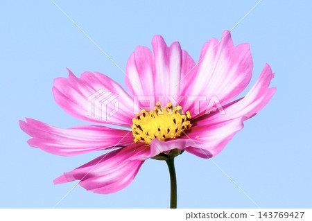 開花往藍天的波斯菊 開花往藍天的波斯菊 143769427