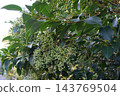 Fruit of a mouse 143769504