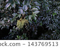 Fruit of a mouse 143769513