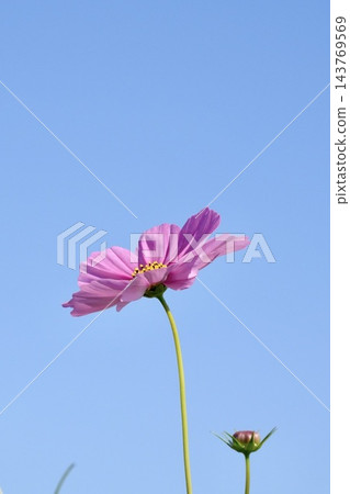 開花往藍天的波斯菊 開花往藍天的波斯菊 143769569