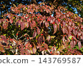  Dogwood fruit 143769587