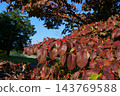  Dogwood fruit 143769588
