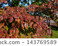  Dogwood fruit 143769589