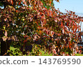  Dogwood fruit 143769590
