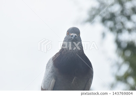 pigeon hanging on electric cale wire in garden on sunny day 143769804