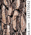 Close-Up Pine Tree Bark Texture Pattern Natural Wood Background Rustic Forest Detail 143770042