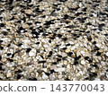 Tadpoles Swimming Over Pebbles In Shallow Pond Water During Spring Amphibian Development 143770043
