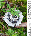 Wasp Nest on Forest Floor with Paper Wasps and Mossy Green Nature Macro Detail 143770044
