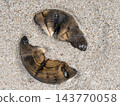 Weathered Wooden Stake Cross-Section With Sand-Filled Cracks On Sandy Beach Showing Growth Rings 143770058