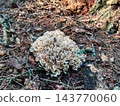 Cauliflower Mushroom on Forest Floor Surrounded by Pine Needles and Woodland Debris 143770060