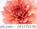 Pink Peach Dahlia Flower Head petal bud floral background 143770156