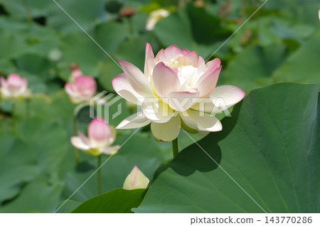 淡粉紅色蓮花 淡粉紅色蓮花 143770286