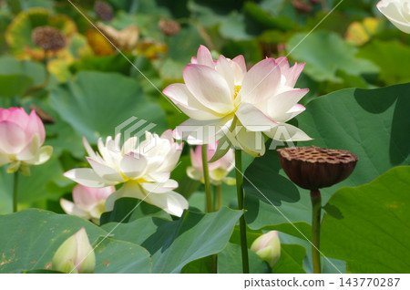 淡粉紅色蓮花 淡粉紅色蓮花 143770287