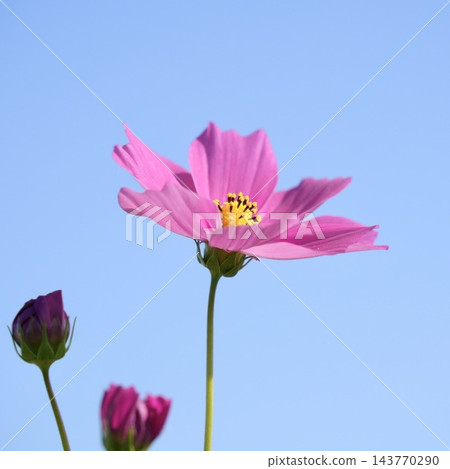 開花往藍天的波斯菊 開花往藍天的波斯菊 143770290