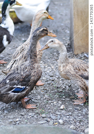 Silver Appleyard duck and Ancona duck breed, Magpie duck 143770365