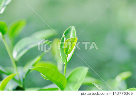 tea plant or tea plantation or Camellia sinensis , Camellia sinensis var sinensis or Camellia sinensis var assamica 143770366