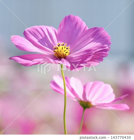 隨風搖曳的波斯菊 波斯菊田 隨風搖曳的波斯菊 波斯菊田 143770430