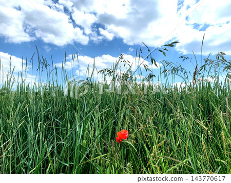 A vibrant red poppy blooms amidst tall green grass, set against a backdrop of a clear blue sky and scattered white clouds 143770617