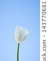 A solitary white tulip blooms gracefully, reaching toward a bright blue sky in a serene spring landscape, showcasing nature's beauty 143770681