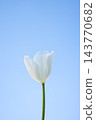 A single white tulip blooms gracefully under a clear blue sky, symbolizing purity and nature's beauty in spring 143770682