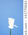 A white flower blooms gracefully, contrasted against a bright blue sky, showcasing its simple yet striking beauty in nature 143770683
