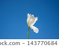 A single white tulip stands tall, showcasing delicate petals under a bright blue sky during a sunny spring day 143770684