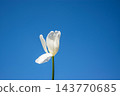 A delicate white flower stands tall, reaching towards a bright blue sky filled with sunlight, embodying the beauty of spring's arrival 143770685